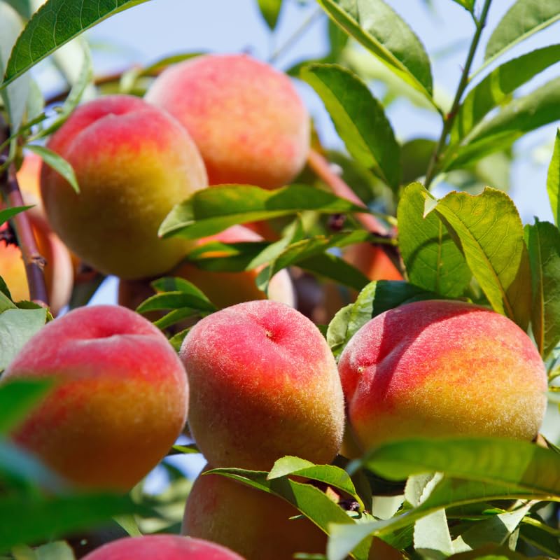 Very Sweet Peach Tree Live Plant, 6"-10" in Tall, Cold Hardy, Gallon Potted for Planting, Dormant, No Leaf in Winter, No CA