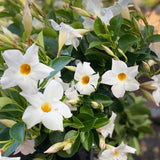2 White Mandevilla Live Plants, Mandevilla Flowering Vines Trellis, 4-9 Inch Tall Plants for Hanging Baskets, Container and Garden Growing