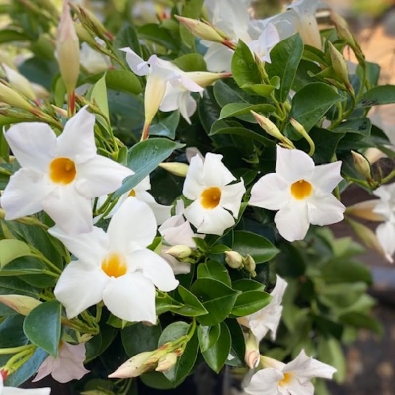 2 White Mandevilla Live Plants, Mandevilla Flowering Vines Trellis, 4-9 Inch Tall Plants for Hanging Baskets, Container and Garden Growing