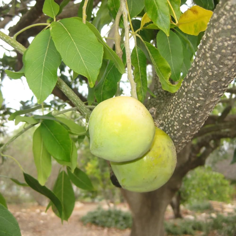 Live White Sapote Fruit Tree, 1.5 Feet Tall, Sapote Plant in 1 Gallon Pot, Sweet Tropical Plant