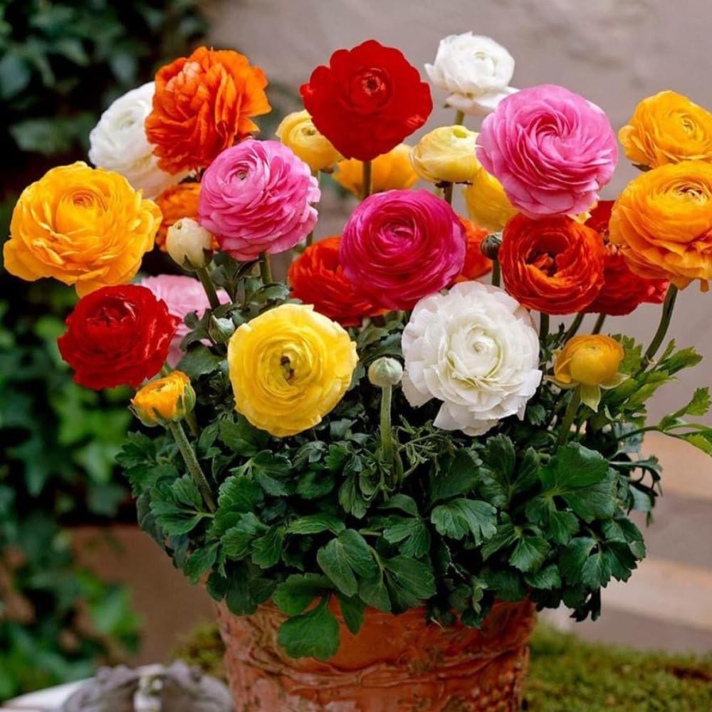 Ranunculus Bulbs, 25 Ranunculus Bulbs, French Peony Style Buttercup Corms, Spring Blooming Garden Flowers, Vibrant Flower Plant (Mix Ranunculus)