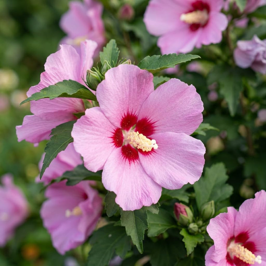 Pink Rose of Sharon Live Plant in Quart Pot, Althea Hibiscus Flowering Shrub for Outdoor Garden