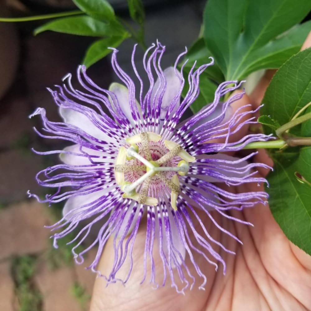 Maypop Passion Flower Live Plant 4-7 Inch - Passiflora Incarnata Purple Passionflower Vine, Cold Hardy Perennial Passion Fruit Vine, Plants in Soil, No Pot