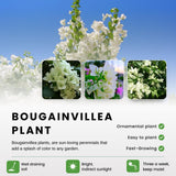 White Bougainvillea Tree Live Plant, 1 Year Old Ready to Plant Outdoor, Very Hardy, 6-10 Inches in Tall