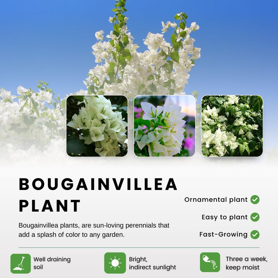 White Bougainvillea Tree Live Plant, 1 Year Old Ready to Plant Outdoor, Very Hardy, 6-10 Inches in Tall