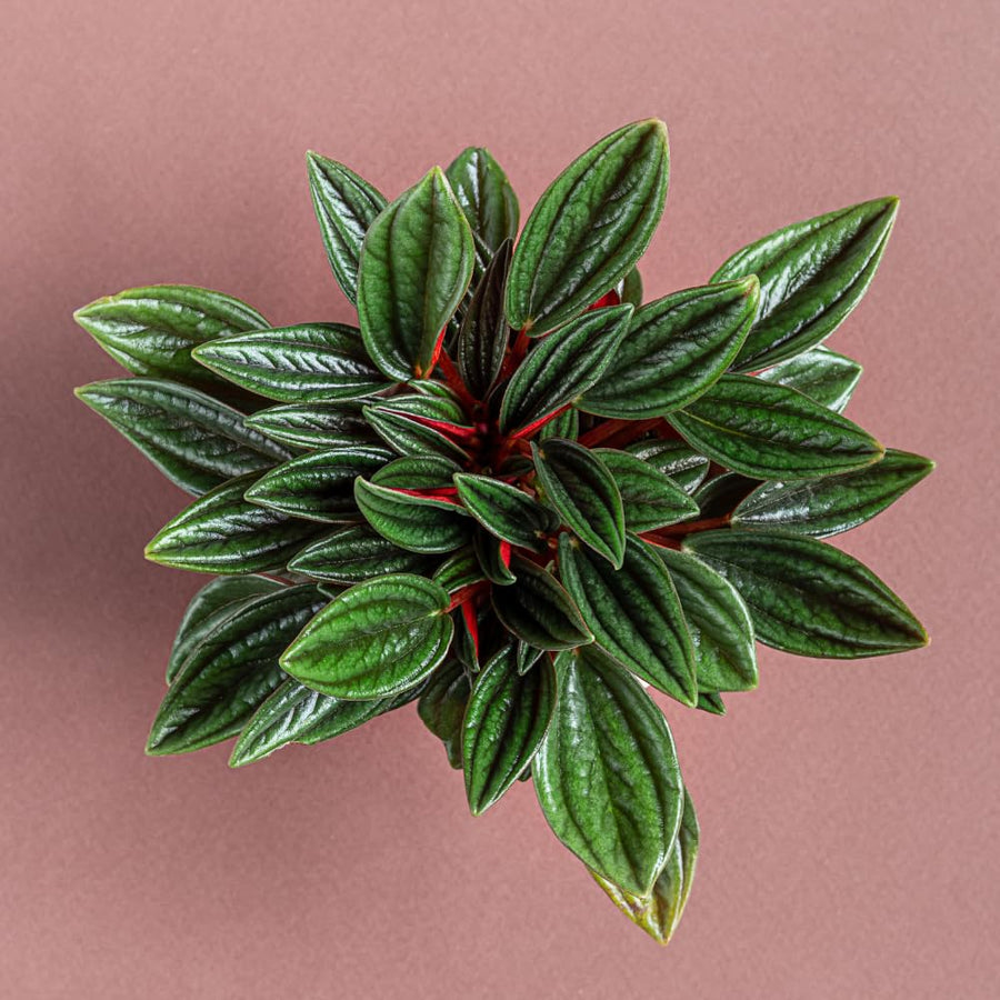 Peperomia Live Plant, Peperomia Plant Live, 4 Inc Potted