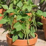 Set of 25 Long Green Bush Bean Seeds for Planting, Bush Bean Seeds, Green Beans, Heirloom Vegetable for Outdoor Planting