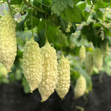 Bittermelon Plant Live 4'' Pot, White Jade Bittermelon Plant, 6-8 Inch Tall, Live Vegetable Plants, Tropical Climbing Plant for Outdoor Gardening, Well-Rooted