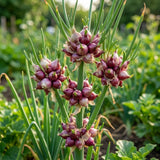 Pack 200 Walking Onion Seeds, Walking Onion Seeds for Planting, Hardy Onions, Perennial Vegetable for Backyard Garden