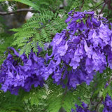Jacaranda Mimosifolia Live Plant, 8-10 Inches Tall in 4" Pot, Blue Purple Flowering Tree for Outdoor Growing Garden and Landscape