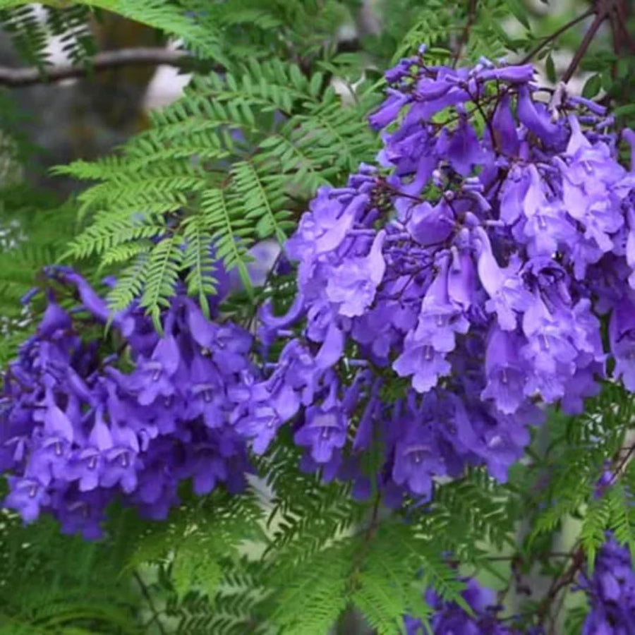 Jacaranda Mimosifolia Live Plant, 8-10 Inches Tall in 4" Pot, Blue Purple Flowering Tree for Outdoor Growing Garden and Landscape