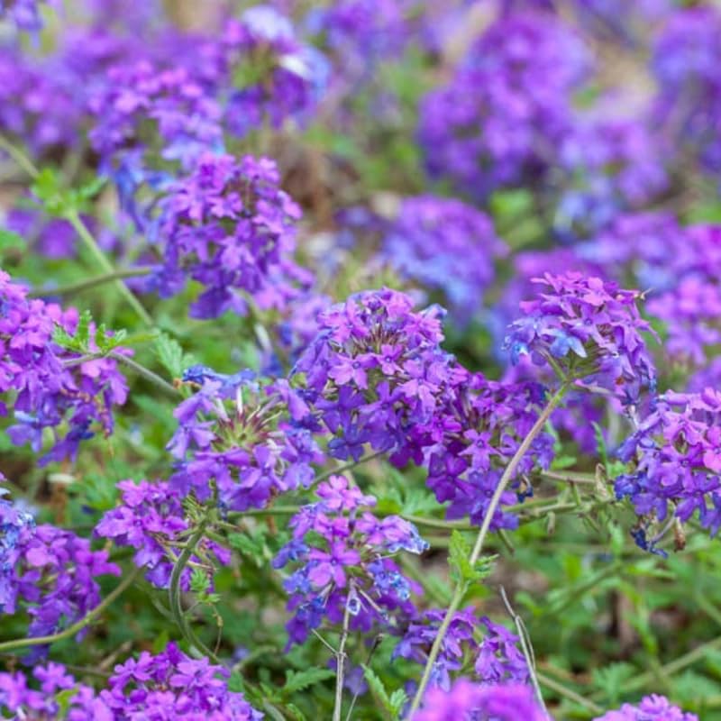 2 Perennial Purple Verbena Plants Live for Trailing Bushes Shrubs, Well Rooted in Pot, 5-9 Inches Tall