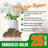 25 White Large Ranunculus Bulbs for Planting, Ranunculus Corms, Buttercup Flower Bulbs Spring Fall Growing