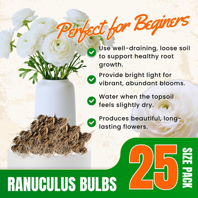 25 White Large Ranunculus Bulbs for Planting, Ranunculus Corms, Buttercup Flower Bulbs Spring Fall Growing