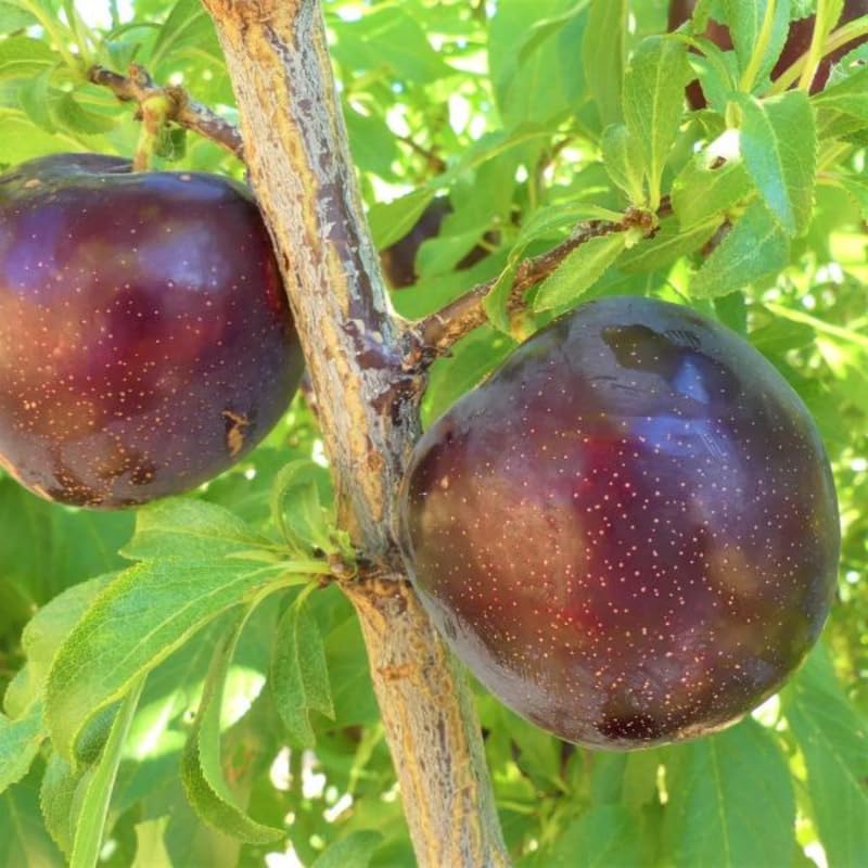 1-2 Feet Plum Tree Live Plant for Planting, No Pot Plum Tree Sweet Fruit, Cold Hardy, Dormant in Winter, Spring Planting