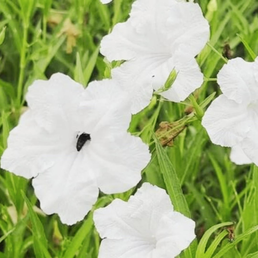 2 Mexican Petunias Live Plants - Petunia Plants Live, Live Petunia Plants Outdoor - Zone 8 to 11, Size 4 to 7 Inch Tall, White