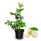 White Guava Tree Live Plant, 5 to 9 Inc, Guava Plant, Edible Home Garden Fruit Starter Planting