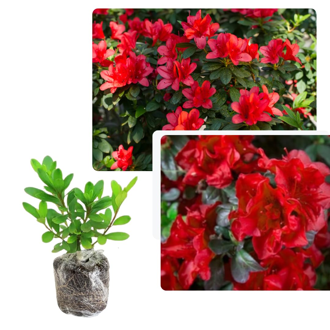 Live Red Azalea Plant, Cold Hardy Azalea Plant, Reblooming Flowering Azalea Shrub, Rhododendron Like, Azalea Bush for Outdoor Gardening