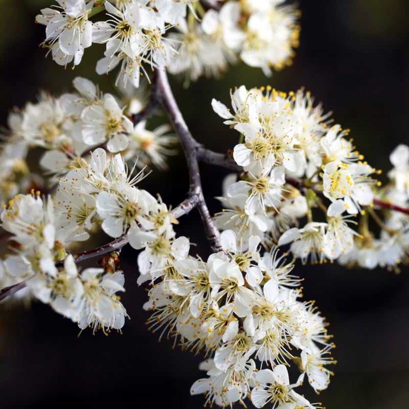 2 American Plum Trees Live Plants, 12-18 Inch Tall, Bareroots, Plum Plants Live for Planting, Plum Tree Plant Ready to Grow