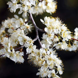 2 American Plum Trees Live Plants, 12 to 18 Inc Tall, Bareroots Dormant, Plum Plants Live for Planting, Sweet Plum Trees Plants