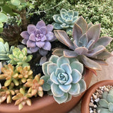 Assorted Succulent Plant in 2" Pot - Pack 5 Pots Colorful Succulent Live Plant Potted for Container, Houseplant Succulent Plant