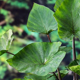 3 Colocasia Plants Live, Elephant Ear Caladium Esculenta Plants, 5 to 8 Inc Tall (Tea Cup)