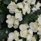 White Begonia Live Plant, 3–6 Inch Tall, 4” Pot, Ornamental Foliage Begonia Plant, Colorful Indoor Houseplant for Home and Office Decor
