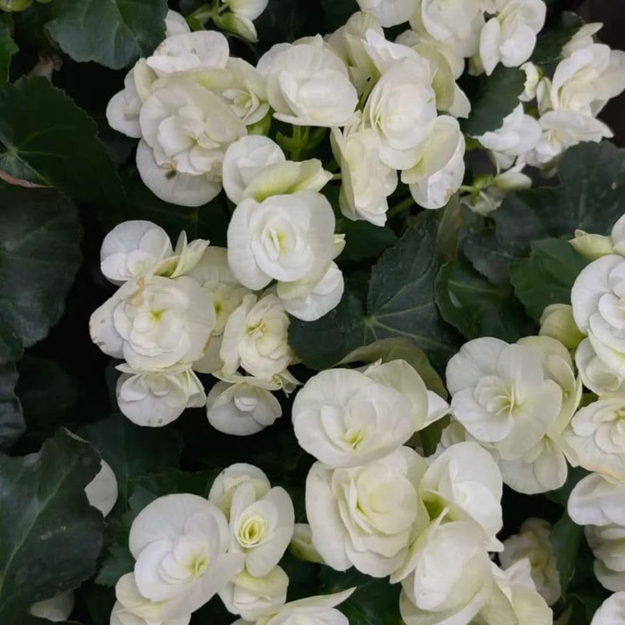 White Begonia Live Plant, 3–6 Inch Tall, 4” Pot, Ornamental Foliage Begonia Plant, Colorful Indoor Houseplant for Home and Office Decor