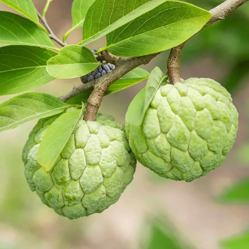 Sugar Apple Tree Live Plant, Annona Squamosa Sugar Apple Plant Live 8-12 Inch Tall, Half Gallon Pot, Tropical Sweetsop Fruit Tree Plant