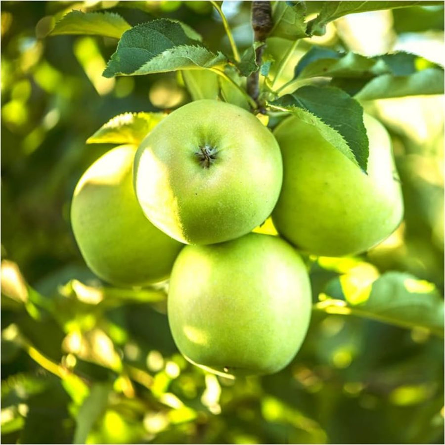 Green Apple Tree Live Plant, Sweet Apple Plant Live for Planting 2-3 Feet Tall, Gallon Pot, Live Apple Tree Plant, Apple Fruit Tree