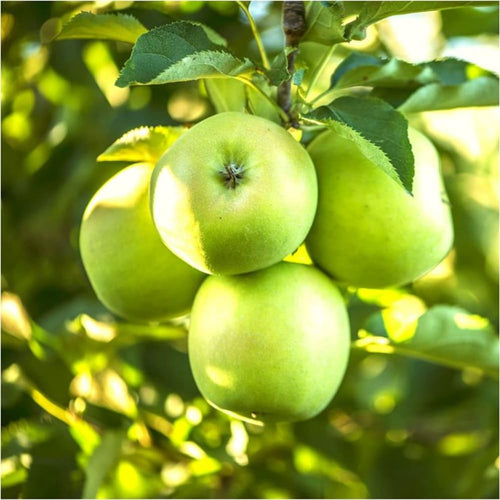 Green Apple Tree Live Plant, Sweet Apple Plant Live for Planting 2-3 Feet Tall, Gallon Pot, Live Apple Tree Plant, Apple Fruit Tree