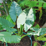 2 Alocasia Live Plants, Live Alocasia Plants Indoor, 3 to 5 Inches, Colocasia Plant, Elephant Ear Esculenta Taro Colocasia Plant House Plant (Giant Variegated)