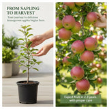 Pink Apple Tree 2–3 Ft Tall, Fruit Apple Tree Plant for Outdoor Garden, Sweet Crisp Apples for Backyard Orchard or Home Garden Growing