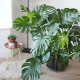 2 Monstera Plants Live, Swiss Cheese Philodendron Plant, Ornamental Tropical Well-Rooted, 4 to 5 Leaves for Indoor Houseplant (Monstera Deliciosa)