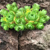 Mountain Rose Cactus Live Plant, Rare Succulent in 2" Pot, Starter Rose Shaped Succulent for Indoor Houseplant Growing