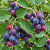 Serviceberry Tree Live Plant, Serviceberry Plant, 2-3 Years Old Plant, 16-24 Inc Tall, Sweet Edible Berries for Outdoor Garden