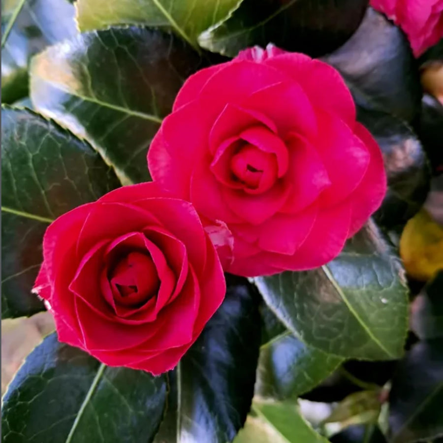 Camellia Plant Live, Camellia Flower Shrub, Well-Rooted in Pot, Cold Hardy Plant for Indoor Outdoor, 8-12'' Tall (Red)