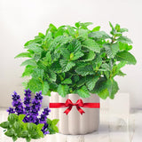 TANKDA Sets 2 Live Mint Plants Herb in 3.5" Pot, Fresh Chocolate Mint for Indoor Outdoor Growing, Spring Planting, 5-9" in Tall