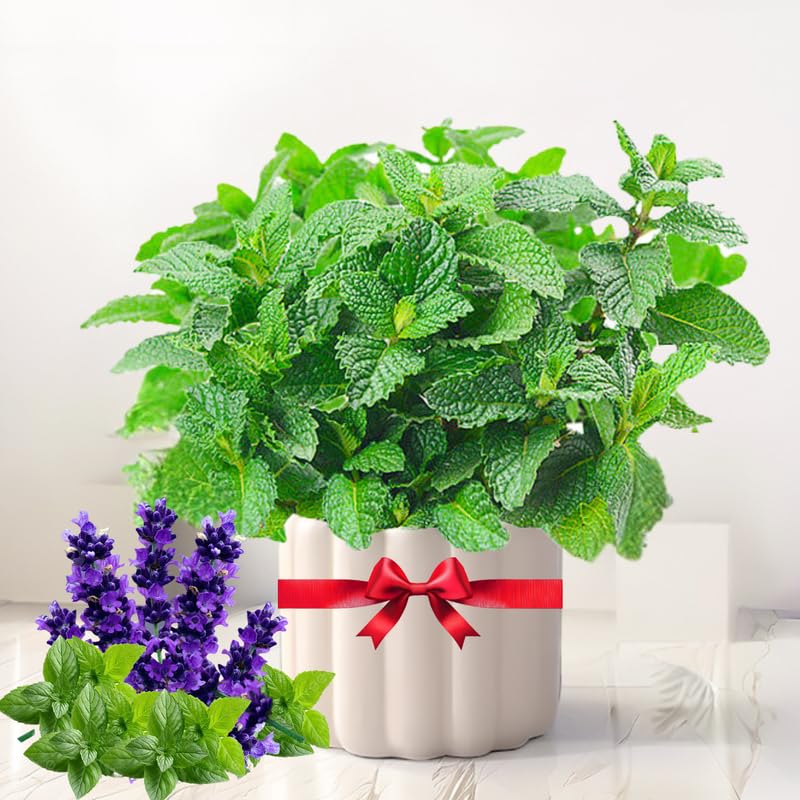 TANKDA Sets 2 Live Mint Plants Herb in 3.5" Pot, Fresh Chocolate Mint for Indoor Outdoor Growing, Spring Planting, 5-9" in Tall