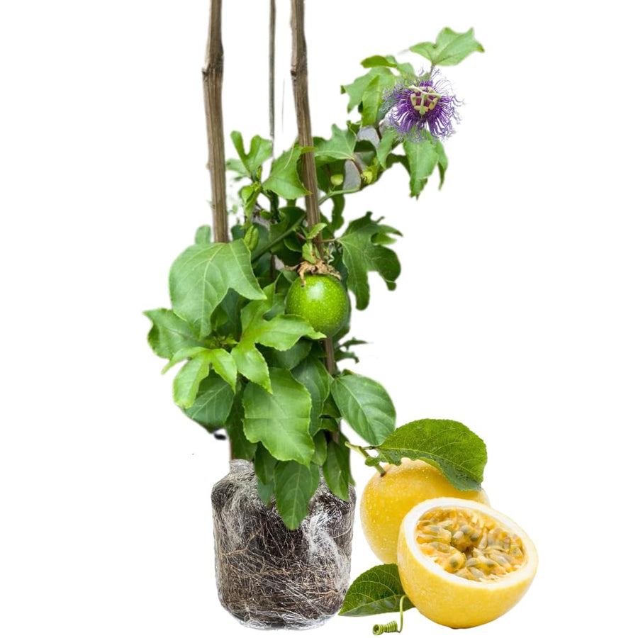Live Passionfruit Plant Vine - 6 to 8 Inches Tall, Hardy and Fruit-Bearing, Yellow Passion Fruit Tree Live Plant, for Planting Home Gardens and Containers