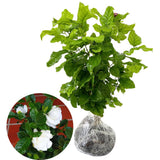 2 Cape Jasmine Plants Live, Gardenia Plants Live, Frost Proof Plant 4 to 6 Inc Long Zone 6 to 11