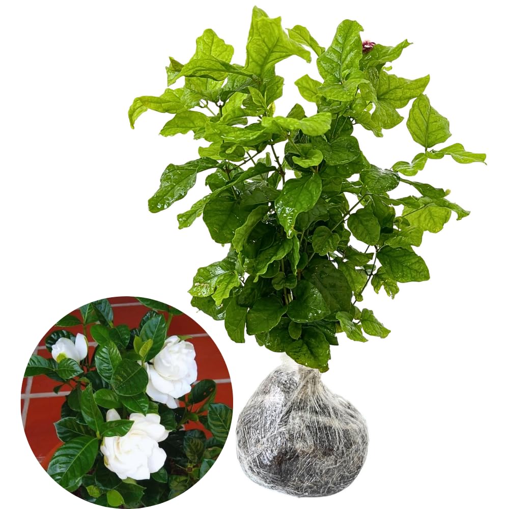 2 Cape Jasmine Plants Live, Gardenia Plants Live, Frost Proof Plant 4 to 6 Inc Long Zone 6 to 11