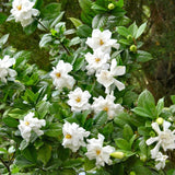 3 Cape Jasmine Plants Live, Live Frost Proof Jasmine Plants, Gardenia Jasmine Live Plants, 4 to 6 Inc Long