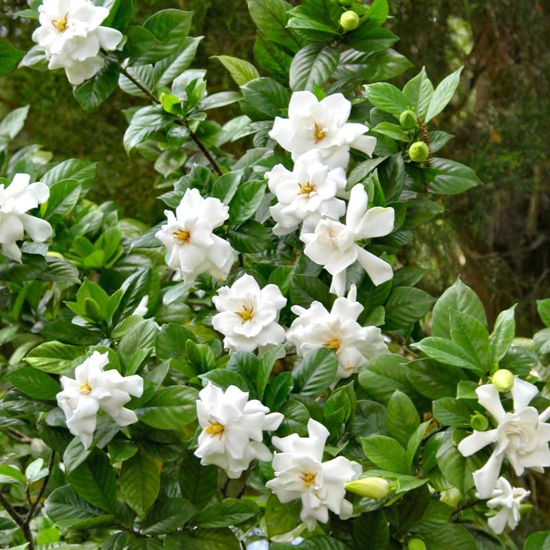 3 Cape Jasmine Plants Live, Live Frost Proof Jasmine Plants, Gardenia Jasmine Live Plants, 4 to 6 Inc Long