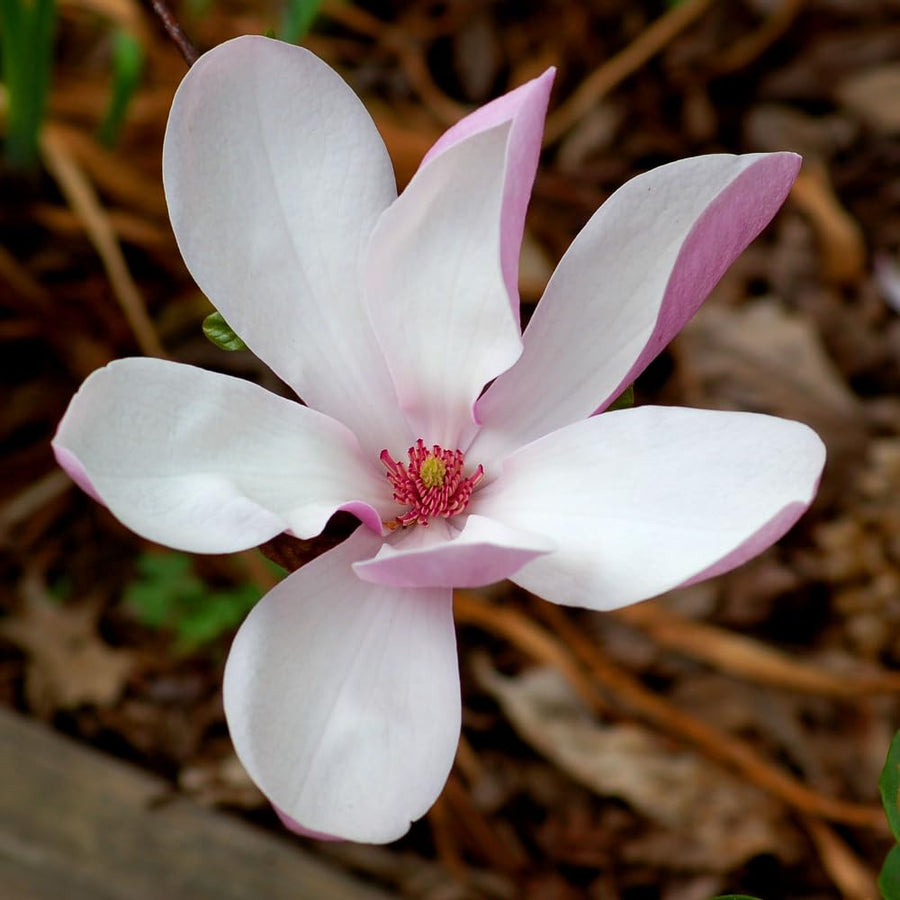 Jane Magnolia Tree Live Plant in 2.5 Inches Pot, Dormant in Winter, 6-12 Inches in Tall, Ornamental Spring Flowering Tree, Outdoor