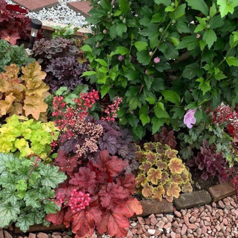 3 Coral Bells Heuchera Perenial Live Plants, Orange Red Seasonal Leaves Color Change, Well-Rooted 5-9 Inc Tall, No Pot