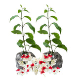 2 Bleeding Heart Vine 5-9 Inc Height, Clerodendrum Bleeding Heart Plants Live for Planting, Well-Rooted Plants, No Pot (White Bleeding Heart)
