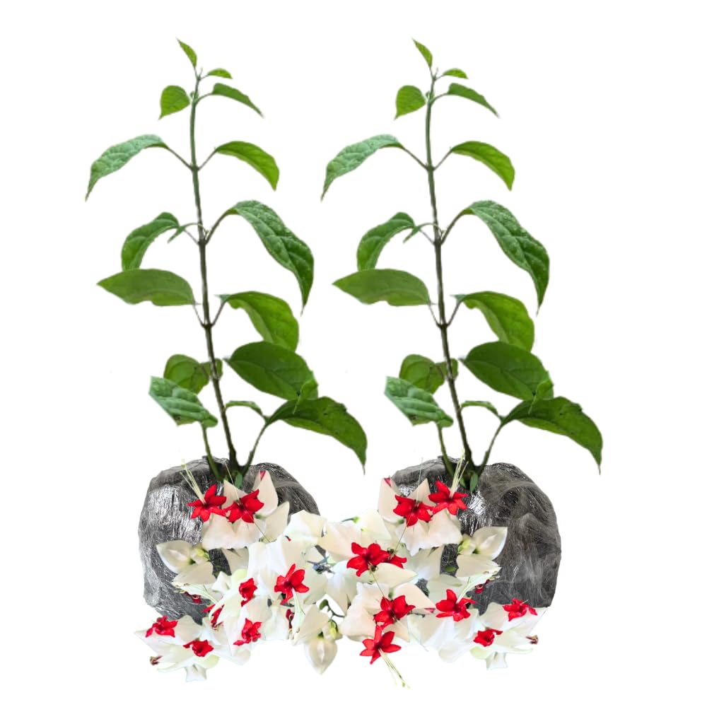 2 Bleeding Heart Vine 5-9 Inc Height, Clerodendrum Bleeding Heart Plants Live for Planting, Well-Rooted Plants, No Pot (White Bleeding Heart)