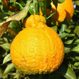 Ugli Tangelo Tree Live Plant, 3 Feet Tall Grafted Citrus Tree, Sweet Citrus Fruit Tree for Outdoor Planting, Orange Tree