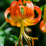 10 Turks Cap Lily Bulbs for Planting, Lily Bulbs Flower Gardening Indoor Outdoor